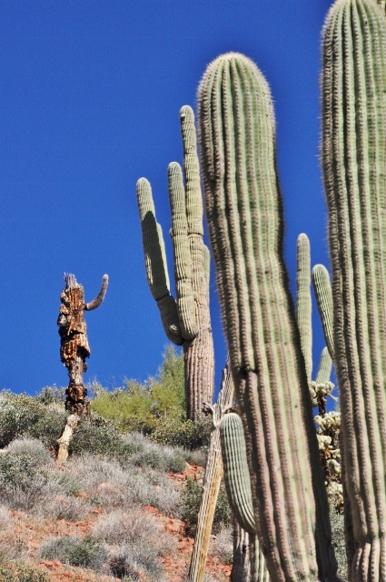 Saguaro skeleton